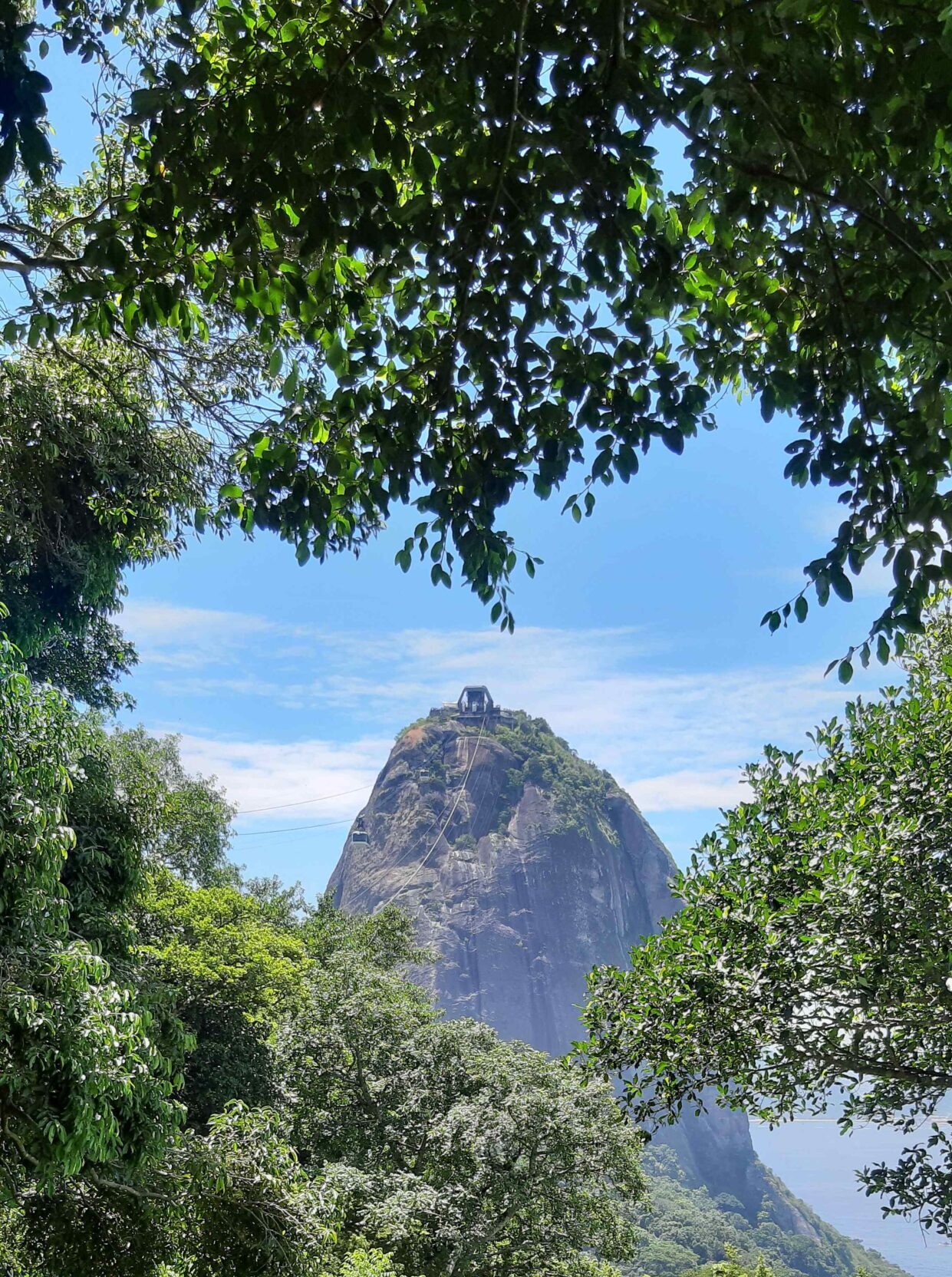 Saiba um pouco mais do bioma do Rio de Janeiro Parque Bondinho Pão de