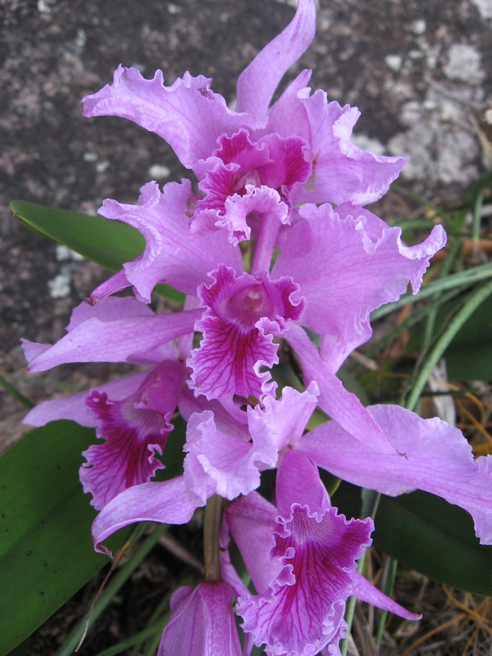 Conheça o Projeto de Conservação de Orquídeas do MoNa Pão de Açúcar e da Urca