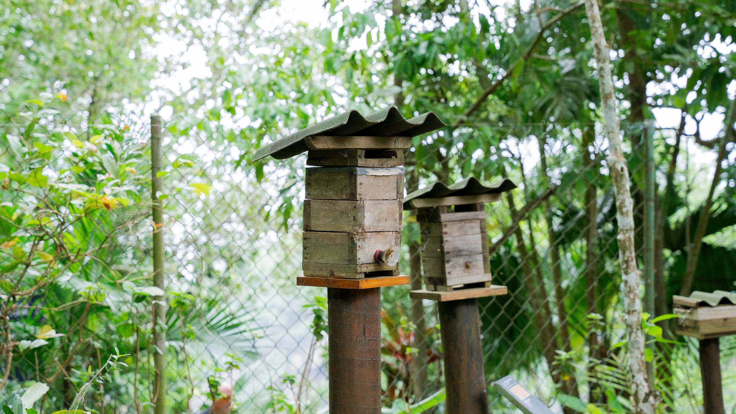 Eco Circuito: conheça o Jardim do Mel no Parque Bondinho!
