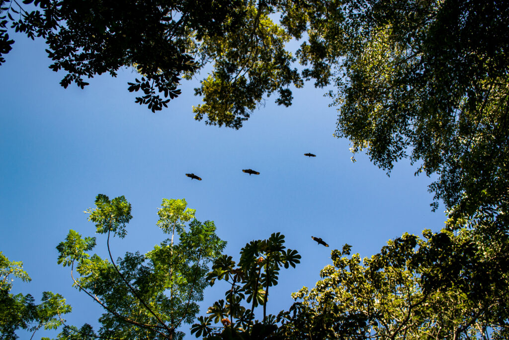 Biodiversidade do Pão de Açúcar