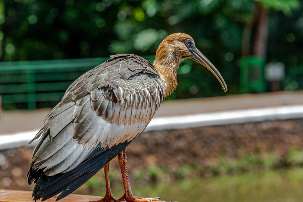 Curicaca: O Íbis Brasileiro