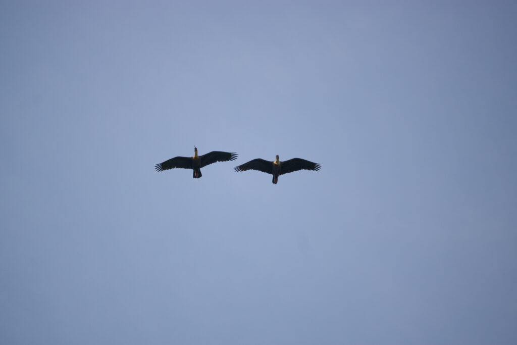 Um par de curicacas (Theristicus caudatus) voando graciosamente pelo céu