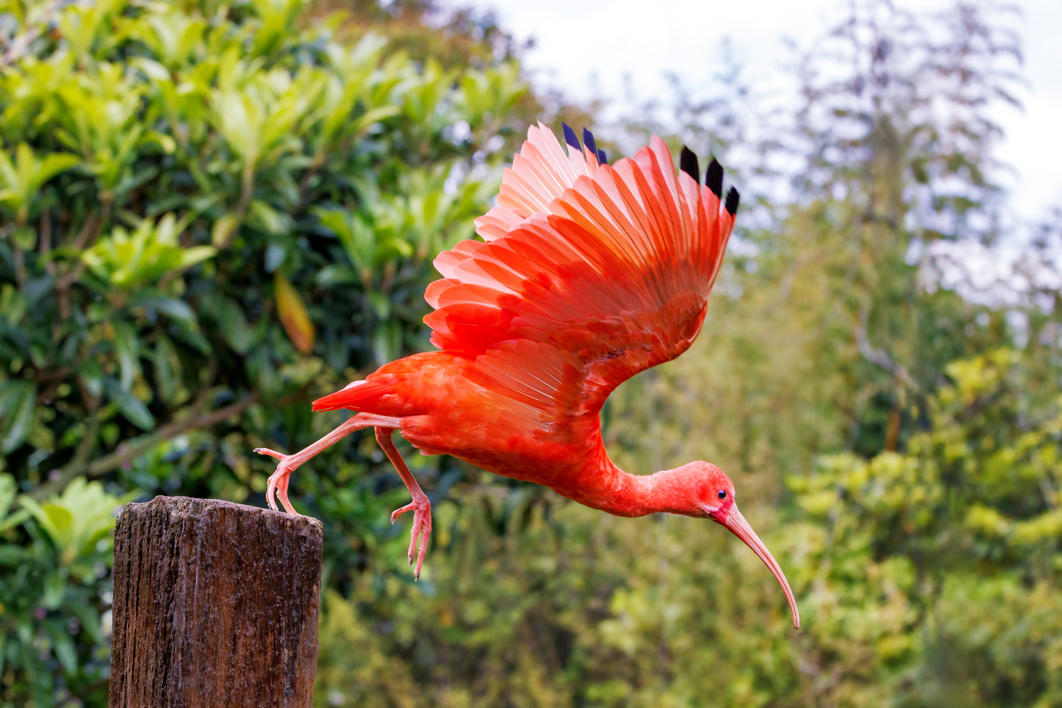 A Íbis Esculpida na Pedra: O Segredo Mais Misterioso do Pão de Açúcar
